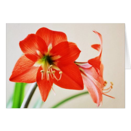 Red Amaryllis Flower