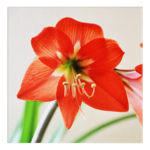 Red Amaryllis Flower Acrylic Print