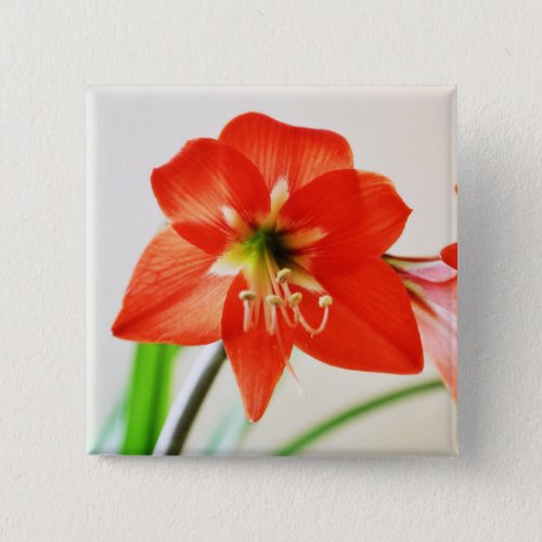 Red Amaryllis Flower Button