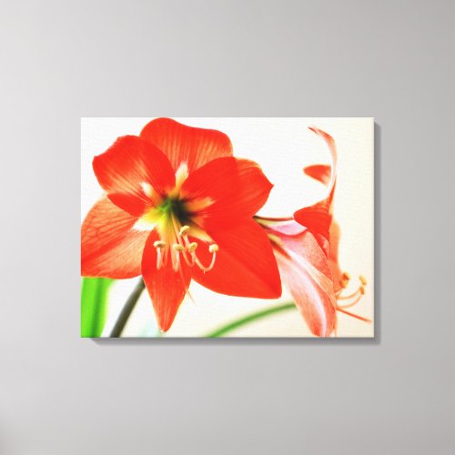 Red Amaryllis Flower Canvas Print