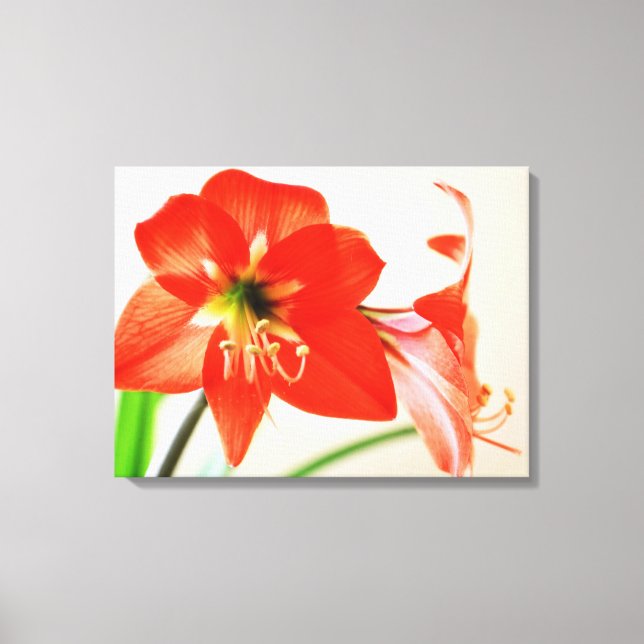 Red Amaryllis Flower Canvas Print (Front)