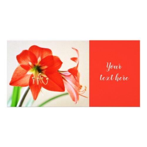 Red Amaryllis Flower Card