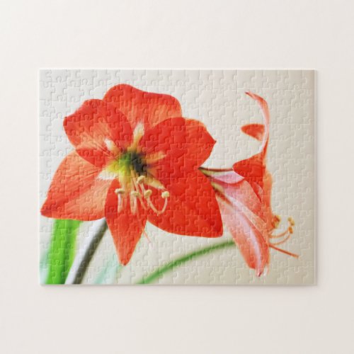 Red Amaryllis Flower Jigsaw Puzzle