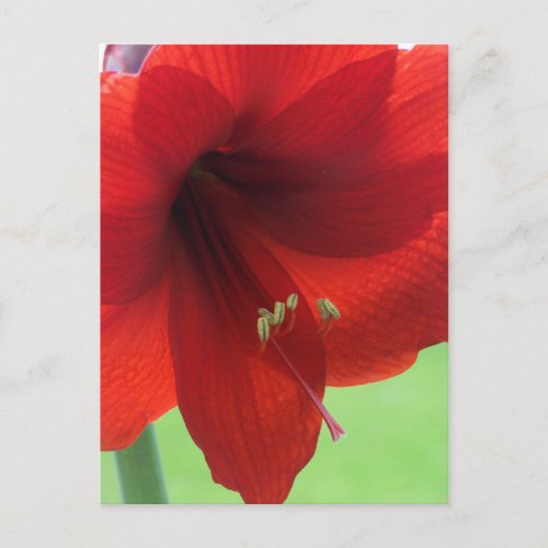 Red Amaryllis Flower Nature Garden Postcard
