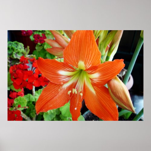 Red amaryllis flower Photo by Artislamiccom Poster