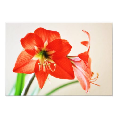 Red Amaryllis Flower Photo Print