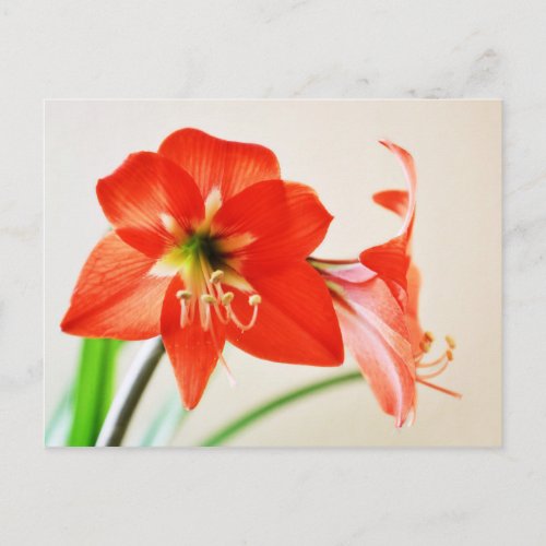 Red Amaryllis Flower Postcard