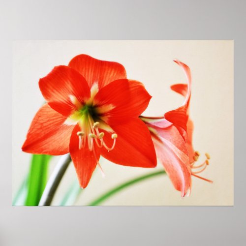 Red Amaryllis Flower Poster
