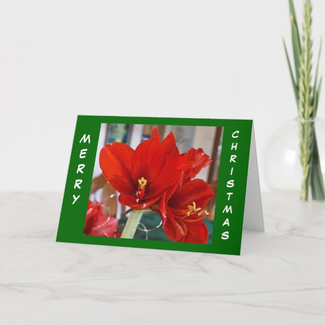 Red Amaryllis Holiday Card (Front)