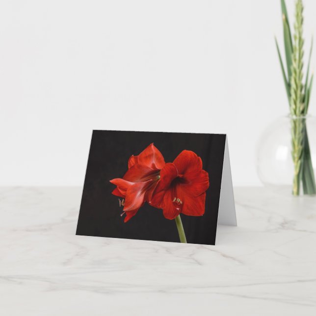 Red Amaryllis Letterpress Thank You Card (Front)