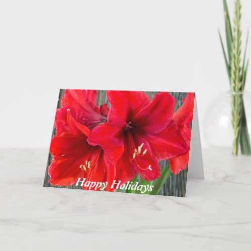 Red amaryllis photograph on the holiday greeting c