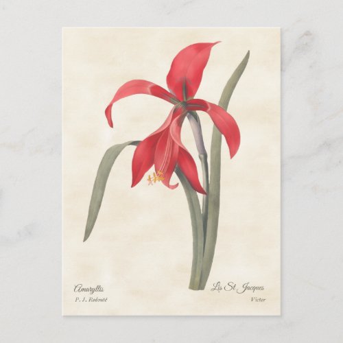 Red Amaryllis Vintage Botanical Illustration Postcard