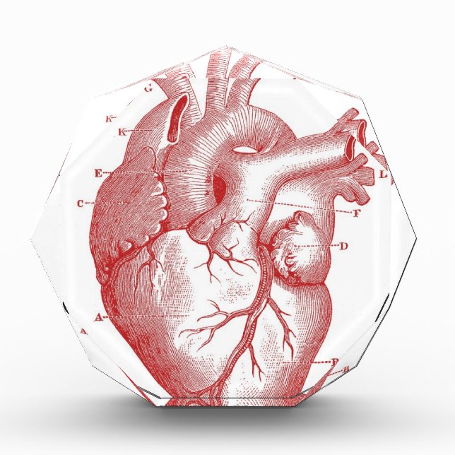 Red Anatomical Heart Acrylic Award (Front)