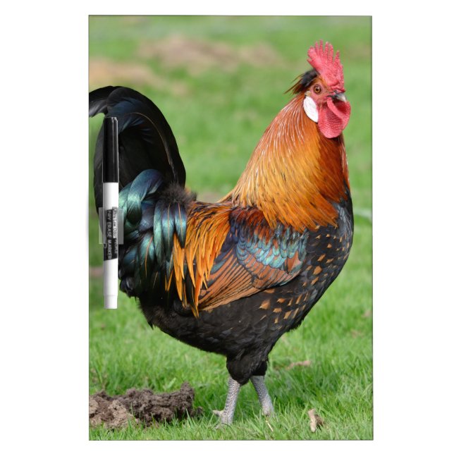Red and black rooster dry erase board (Front)