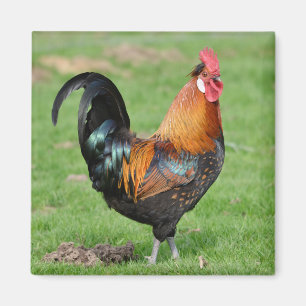 Red and black rooster magnet