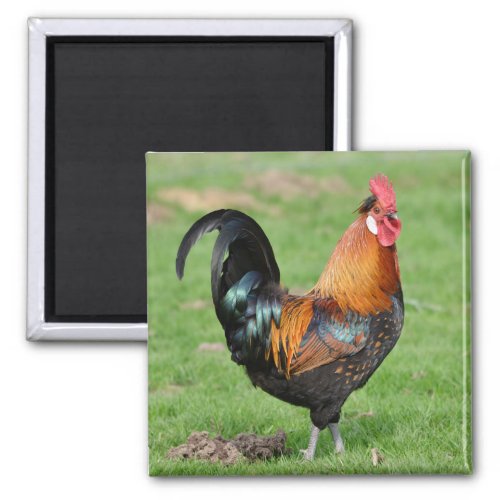 Red and black rooster magnet