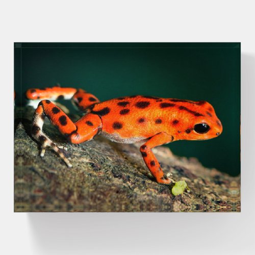 Red and Black Strawberry Poison Dart Frog Paperweight