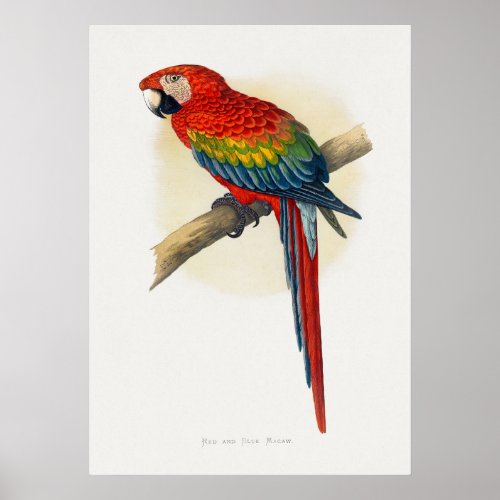Red and Blue Macaw Ara macao Poster