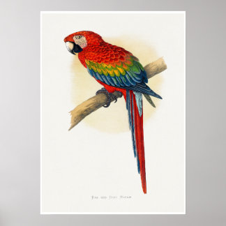 Red and Blue Macaw Poster