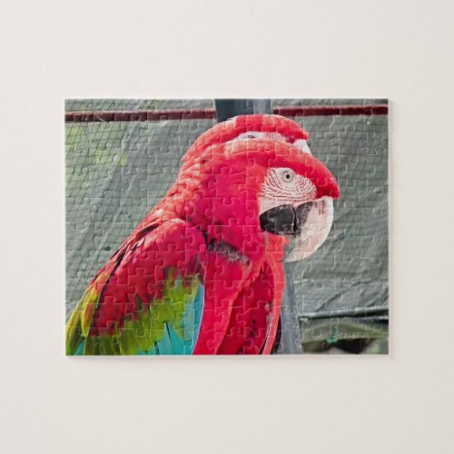 Red and blue parrots sitting together jigsaw puzzle
