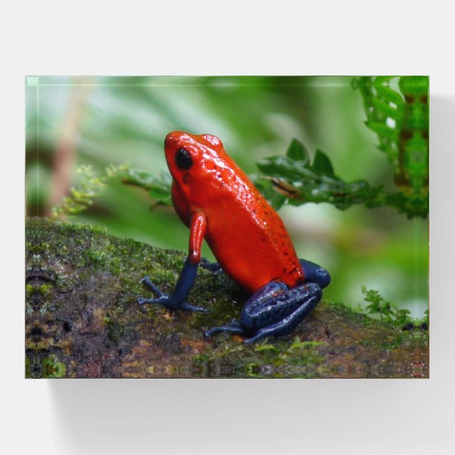 Red and Blue Poison Dart Frog Paperweight (Front)