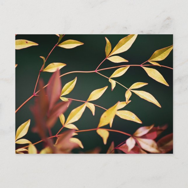 Red and Gold Postcard (Front)