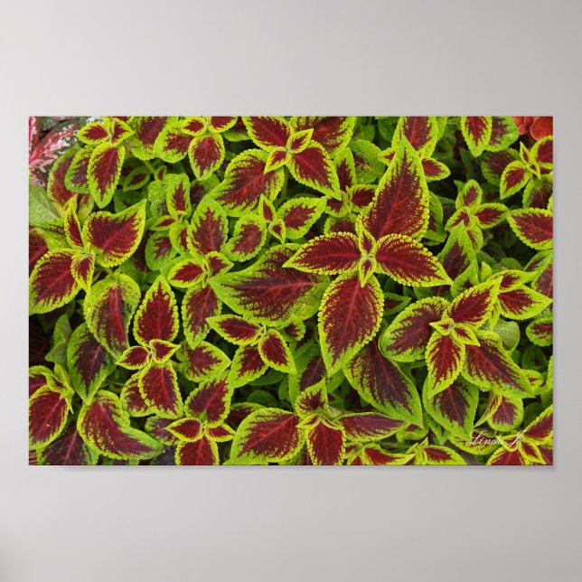 Red and Green Coleus Background Canvas or Poster (Front)