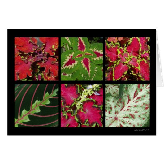 Red And Green Foliage Card (Front Horizontal)
