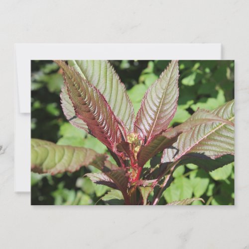 Red and Green Leafy Plant Invitation