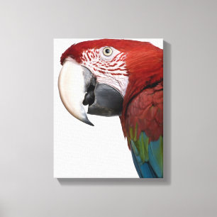 Red-and-green Macaw - Ara chloropterus Canvas Print