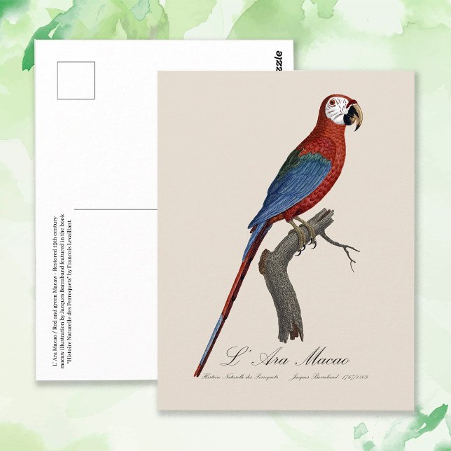 Red-and-green Macaw, Ara chloropterus Postcard (Red-and-green Macaw, Ara chloropterus. Postcard)