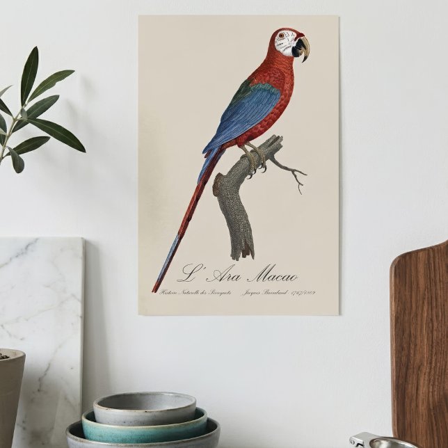 Red-and-green Macaw, Ara chloropterus Poster (Red-and-green Macaw, Ara chloropterus. Poster)
