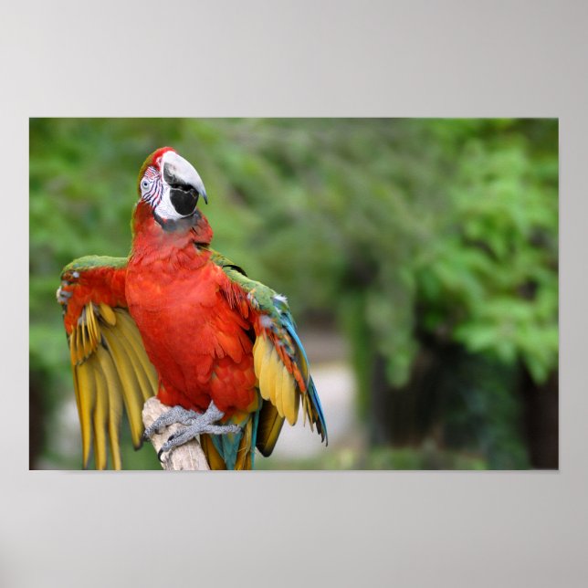 Red-and-green Macaw on perch Poster (Front)
