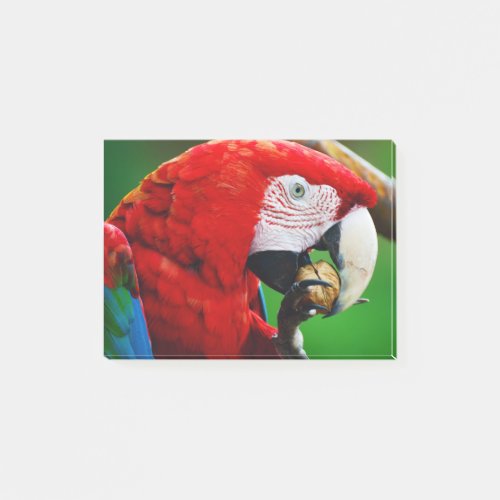 Red_and_green Macaw Post_it Notes