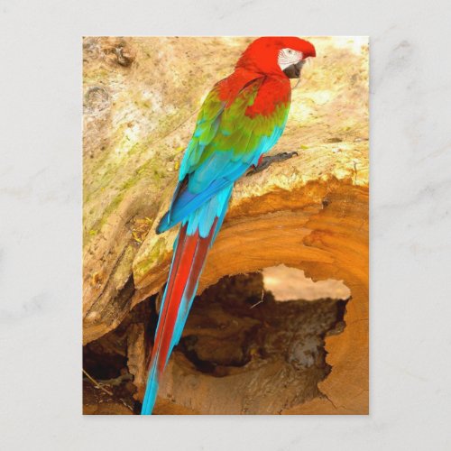 Red and Green Macaw Trinidad Postcard