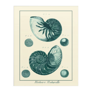 Red and Green Seashell Art