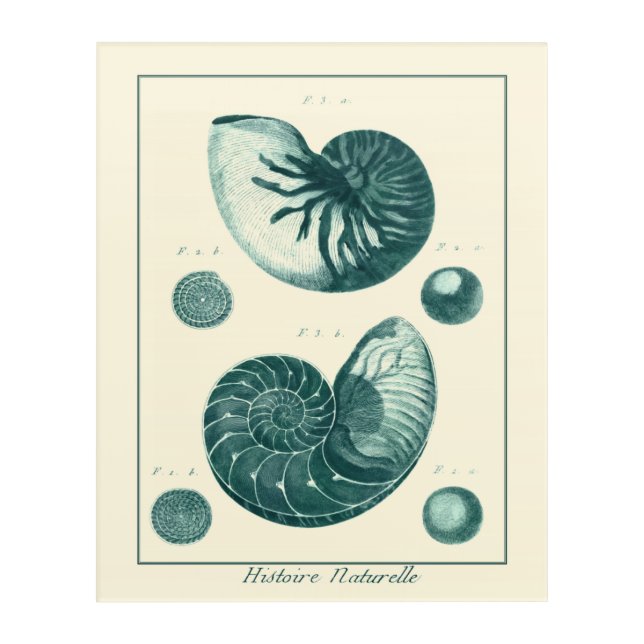 Red and Green Seashell Art (Front)