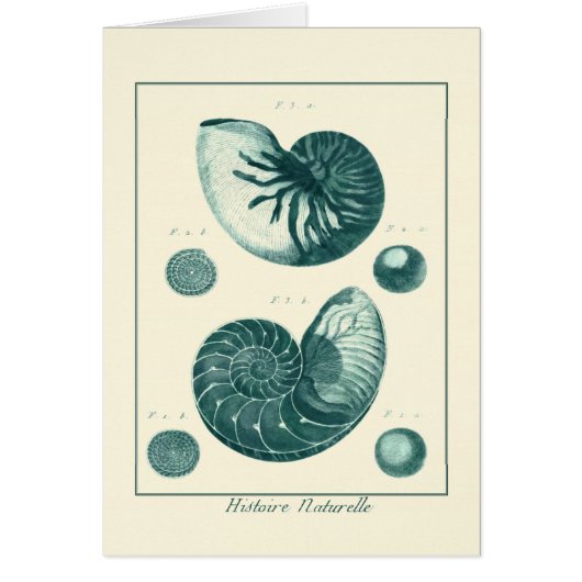 Red and Green Seashell Art Cards (Front)