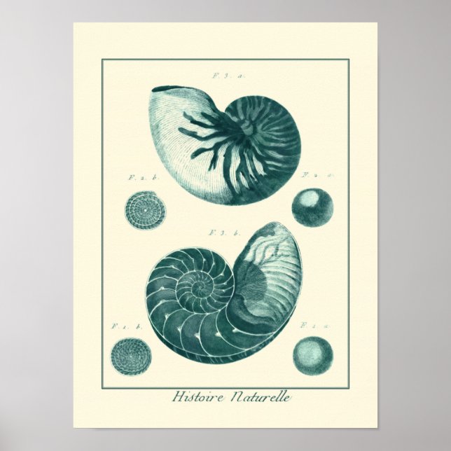 Red and Green Seashell Art Poster (Front)