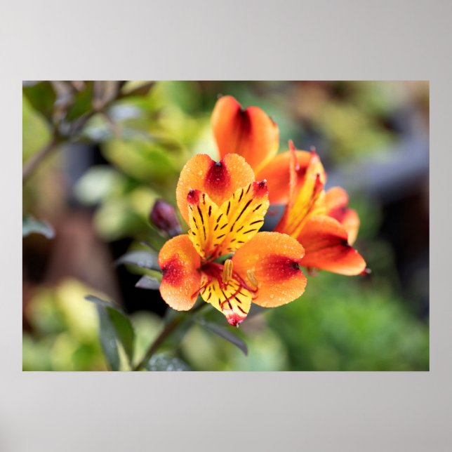Red and Orange Alstroemeria Flowers Poster (Front)
