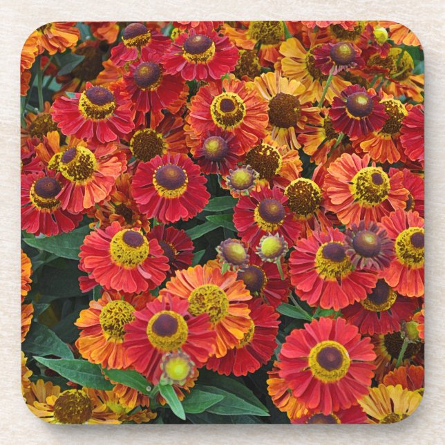 Red and orange helenium flowers beverage coaster (Front)