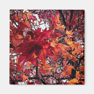 Red and orange leaves magnet