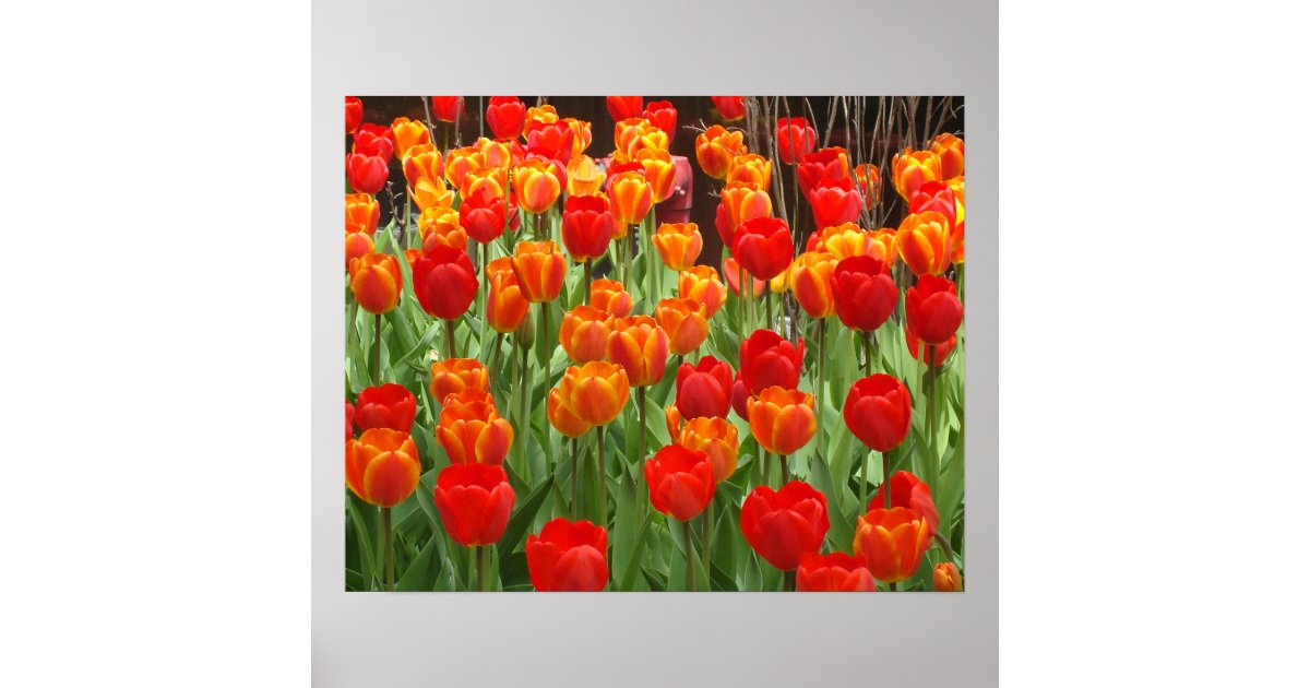 Red And Orange Tulips Lollipop Poster | Zazzle