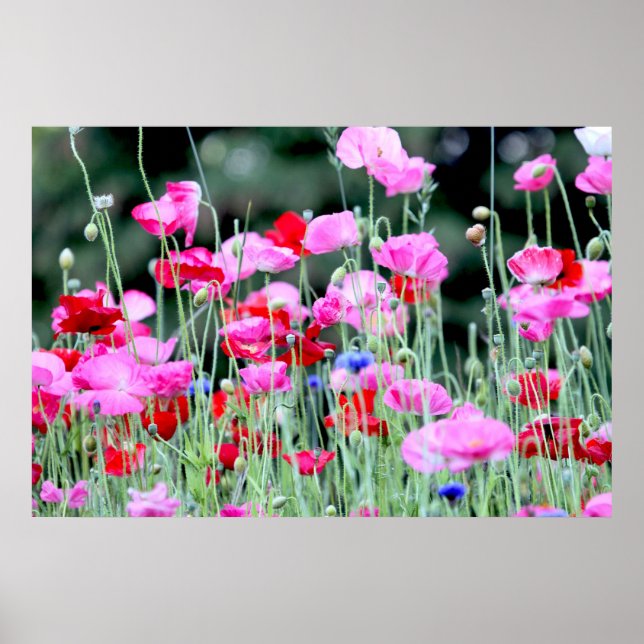 Red and Pink Poppies Poster (Front)
