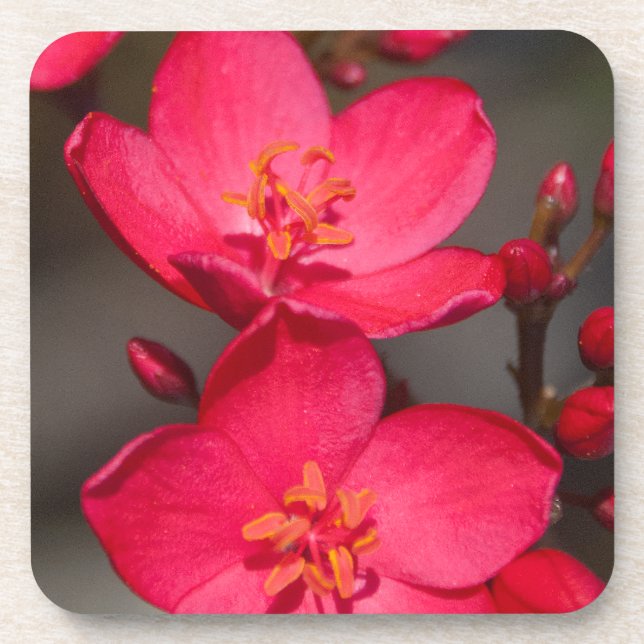 Red and Pink Tropical Fiji Flowers Drink Coaster (Front)