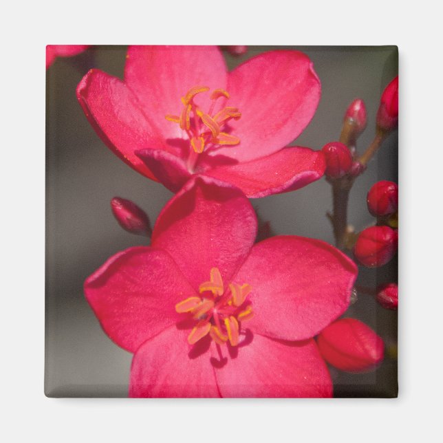 Red and Pink Tropical Fiji Flowers Magnet (Front)