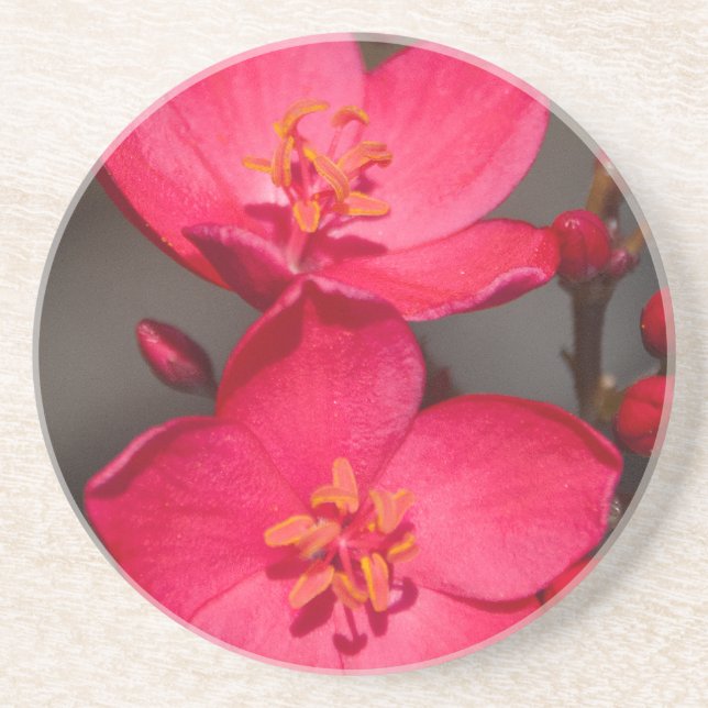 Red and Pink Tropical Fiji Flowers Sandstone Coaster (Front)