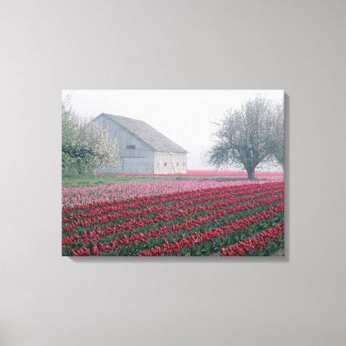 Red and pink tulips greet the day on a misty canvas print