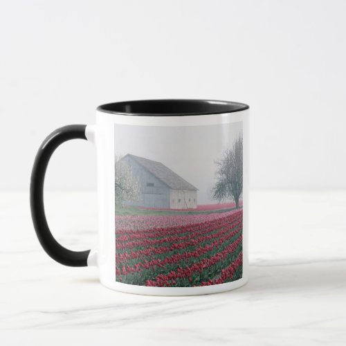 Red and pink tulips greet the day on a misty mug