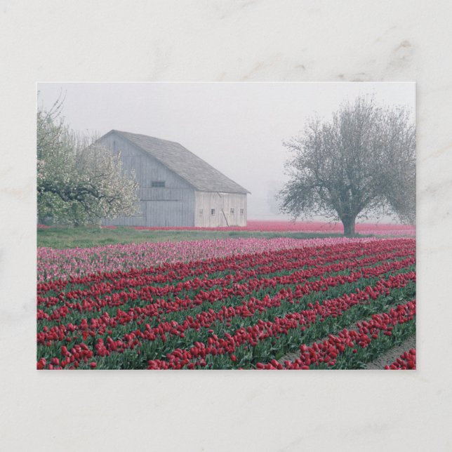 Red and pink tulips greet the day on a misty postcard (Front)